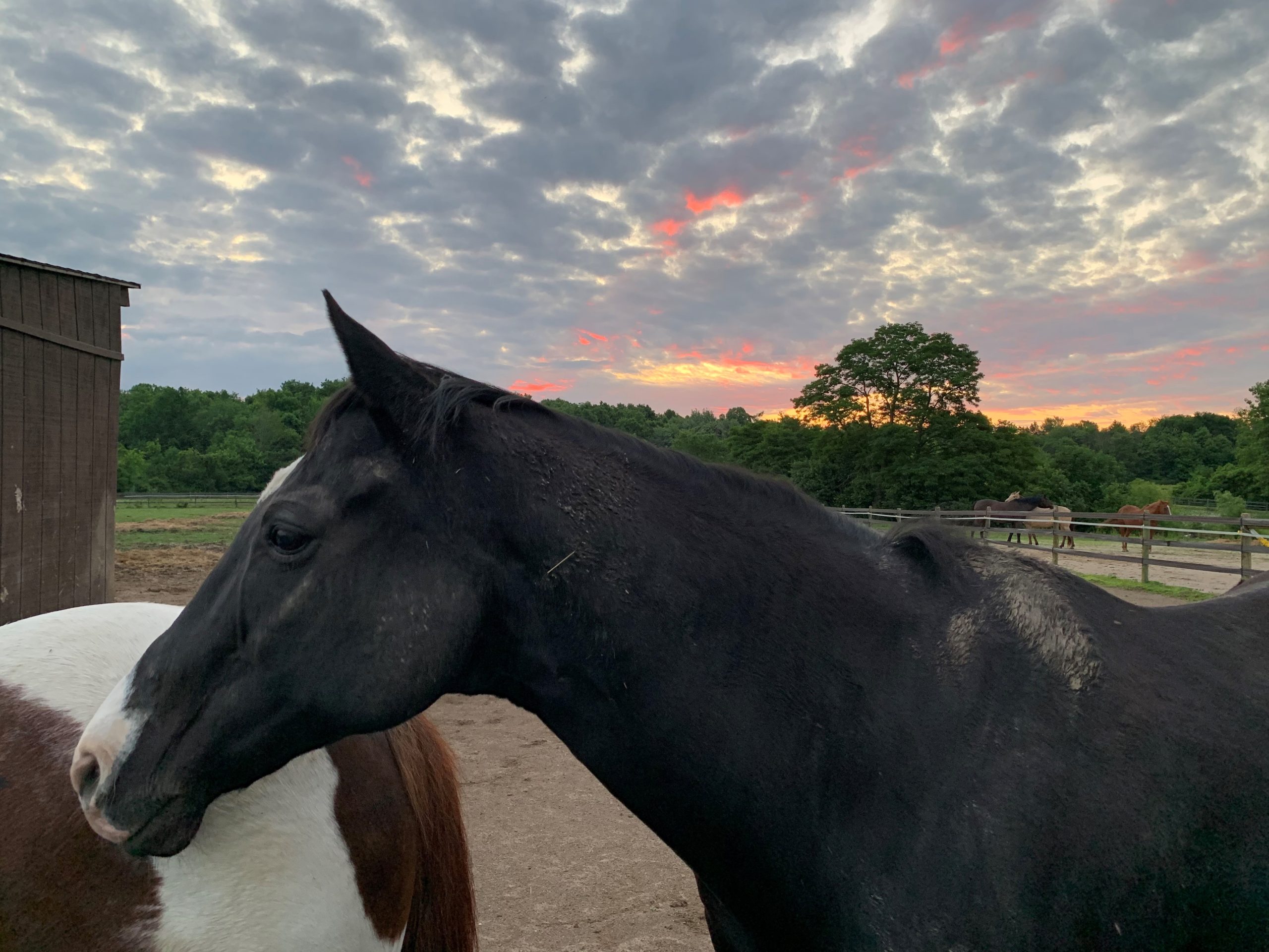 Dash sunrise Dash sunrise