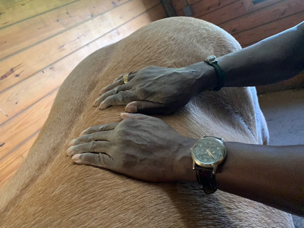 Man's hands on a horse's back