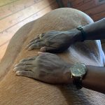 Man's hands on a horse's back