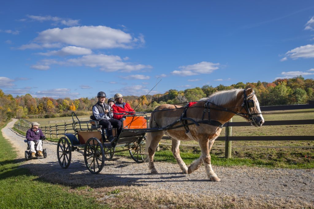 Carriage driving fall 3