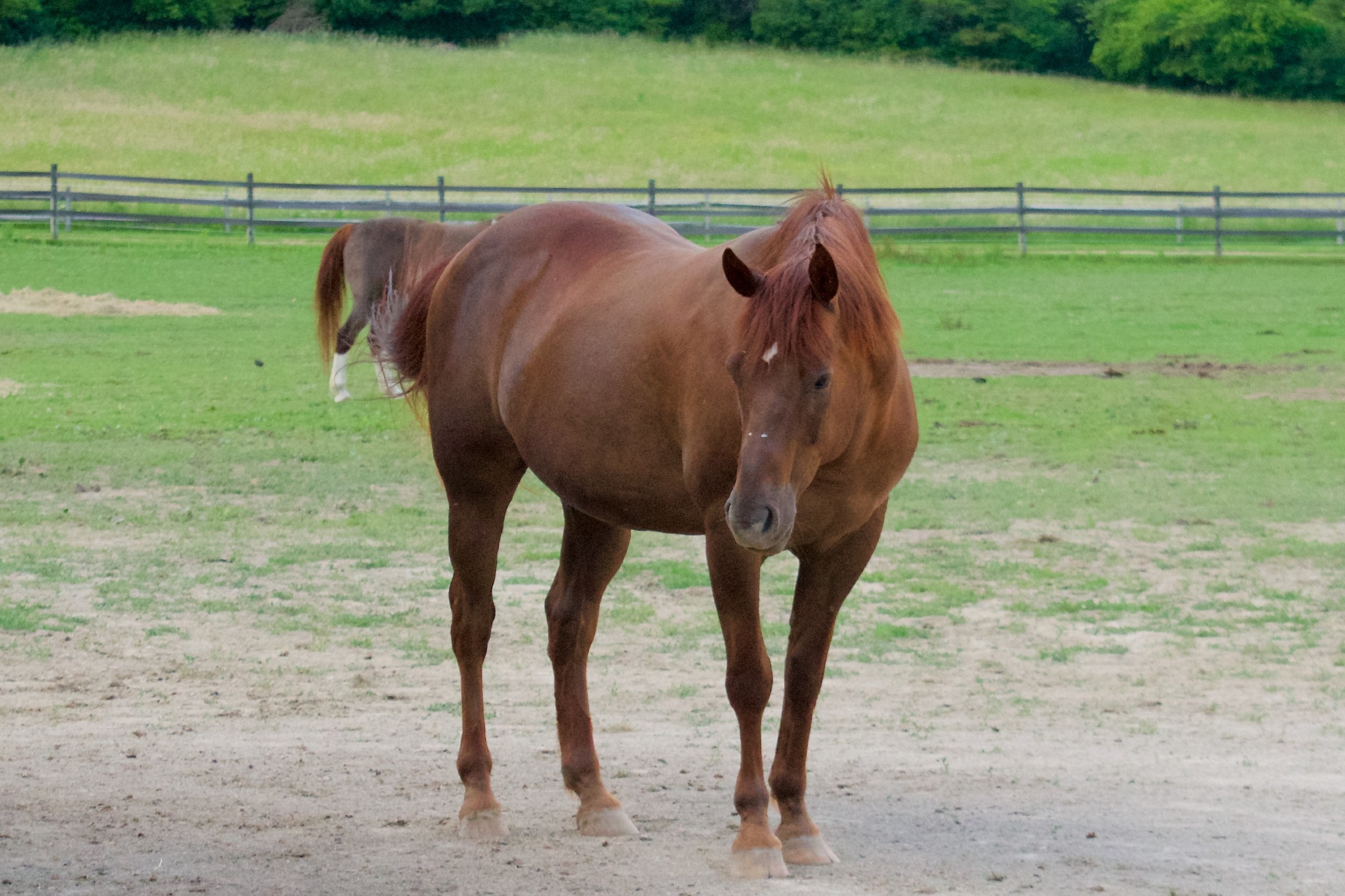 Bert pasture Bert pasture