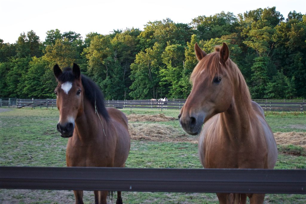 Duke and Ranger