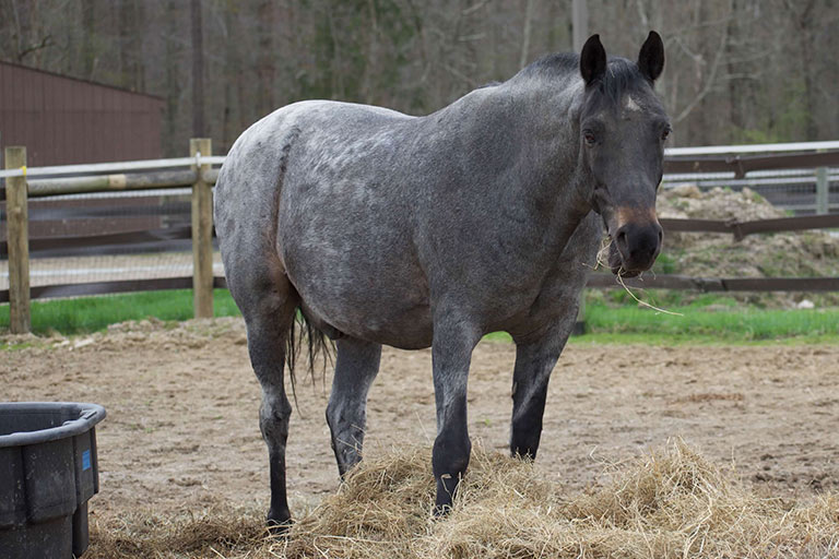 Fieldstone Farm-OurHorses-Blue-Alpha-768x512