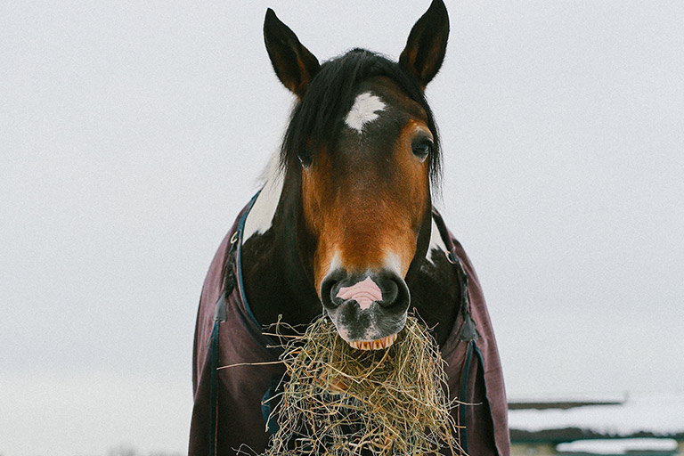 Fieldstone Farm-OurHorses-Dillion-Alpha-767x512