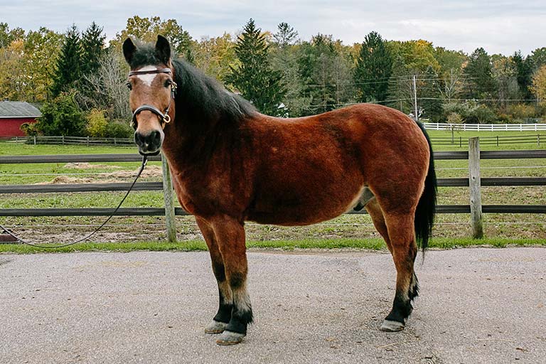 Fieldstone Farm-OurHorses-Duke-Alpha-768x512 Fieldstone Farm-OurHorses-Duke-Alpha-768x512