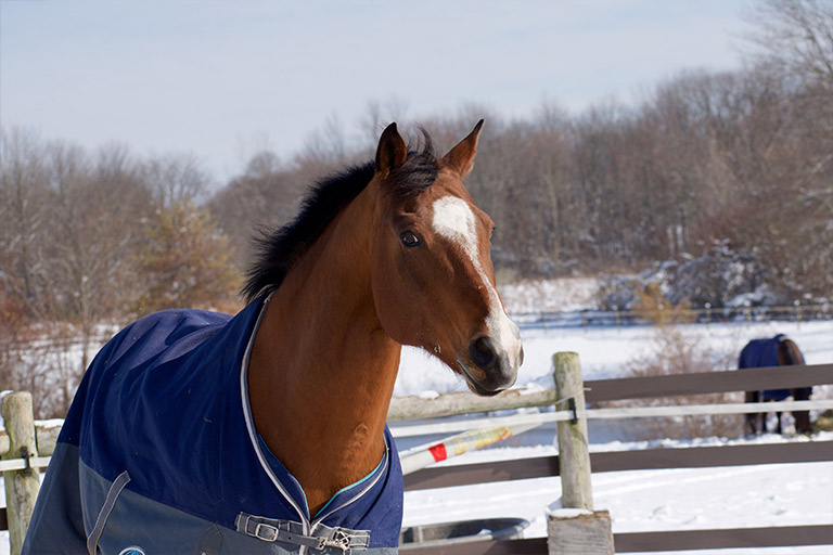 Fieldstone Farm-OurHorses-Fax-Alpha-768x512