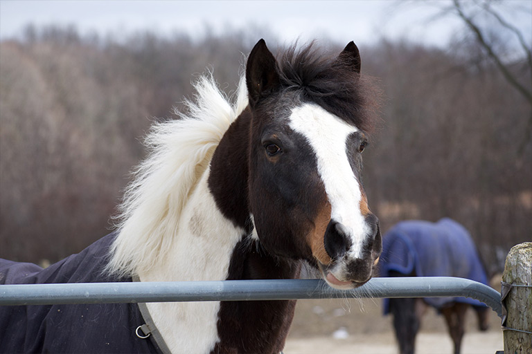 Fieldstone Farm-OurHorses-Jackson-Alpha-768x512