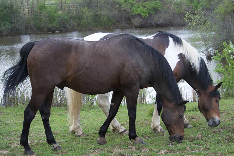 Fieldstone Farm-OurHorses-Josh-Alpha-768x512