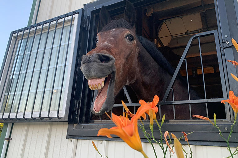 Fieldstone Farm-OurHorses-Levi-Alpha-768x512