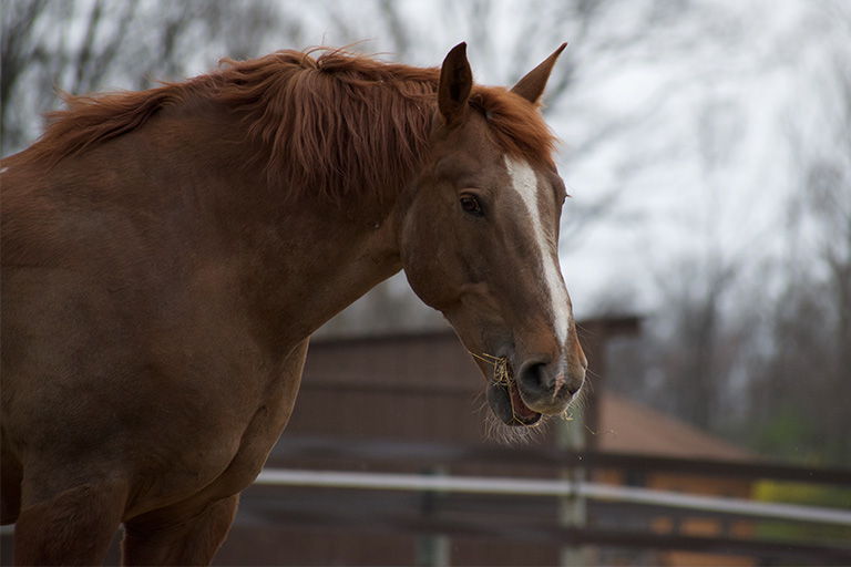 Fieldstone Farm-OurHorses-Logan-Alpha-768x512