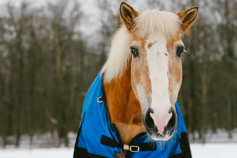 Fieldstone Farm-OurHorses-Mitch-Alpha-768x512