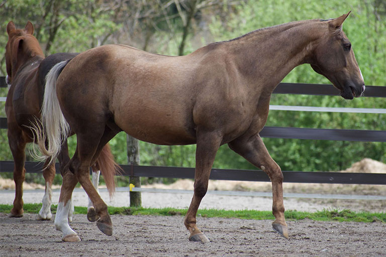 Fieldstone Farm-OurHorses-Nugget-Alpha-768x512