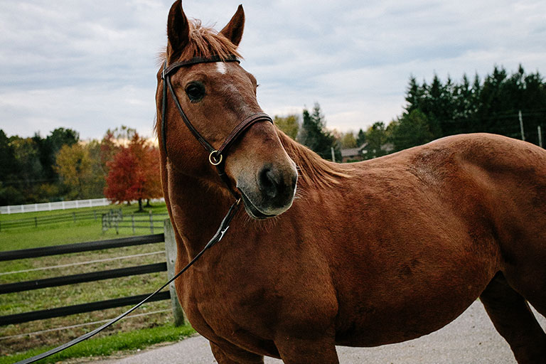 Fieldstone Farm-OurHorses-Ranger-Alpha-768x512