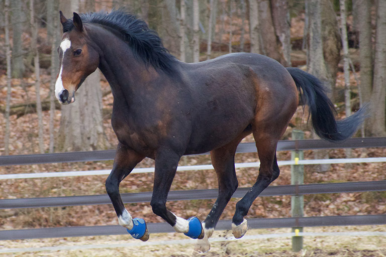 Fieldstone Farm-OurHorses-Rascal-Alpha-768x512