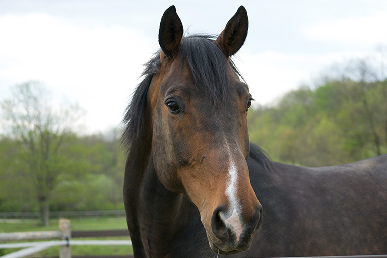 Fieldstone Farm-OurHorses-Romeo-Alpha-768x512