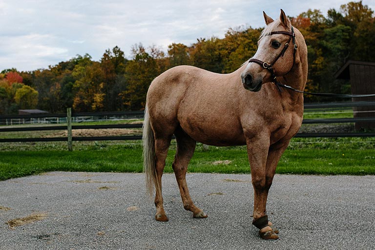 Fieldstone Farm-OurHorses-Skip-Alpha-768x512