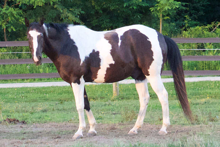 Fieldstone Farm-OurHorses-Smoke-Alpha-768x512