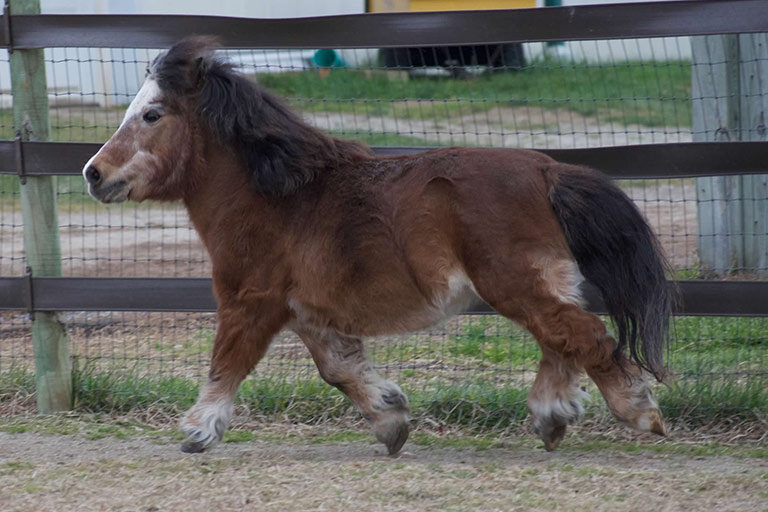 Fieldstone Farm-OurHorses-Sonny-Alpha-768x512