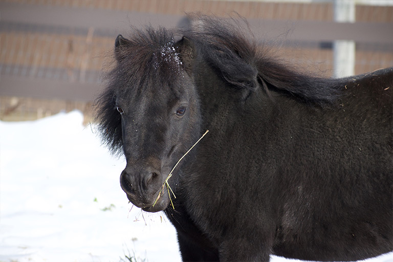 Fieldstone Farm-OurHorses-Thunder-Alpha-768x512 Fieldstone Farm-OurHorses-Thunder-Alpha-768x512
