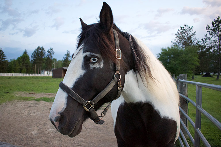 Fieldstone Farm-OurHorses-Xena-Alpha-768x512