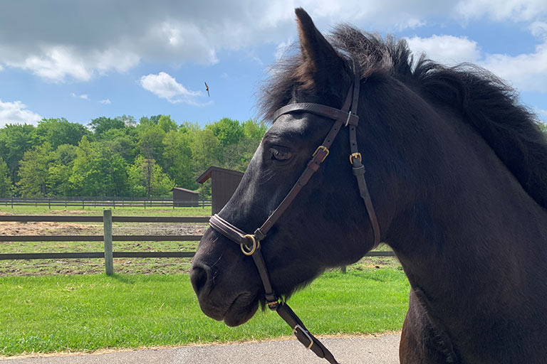 therapy horse Diego