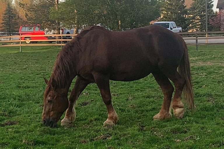 Rose therapy horse Rose
