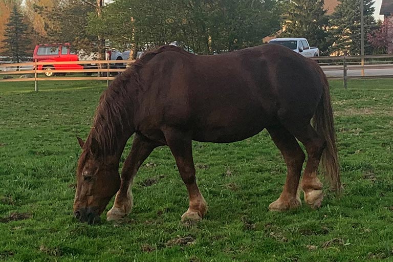 therapy horse Rose