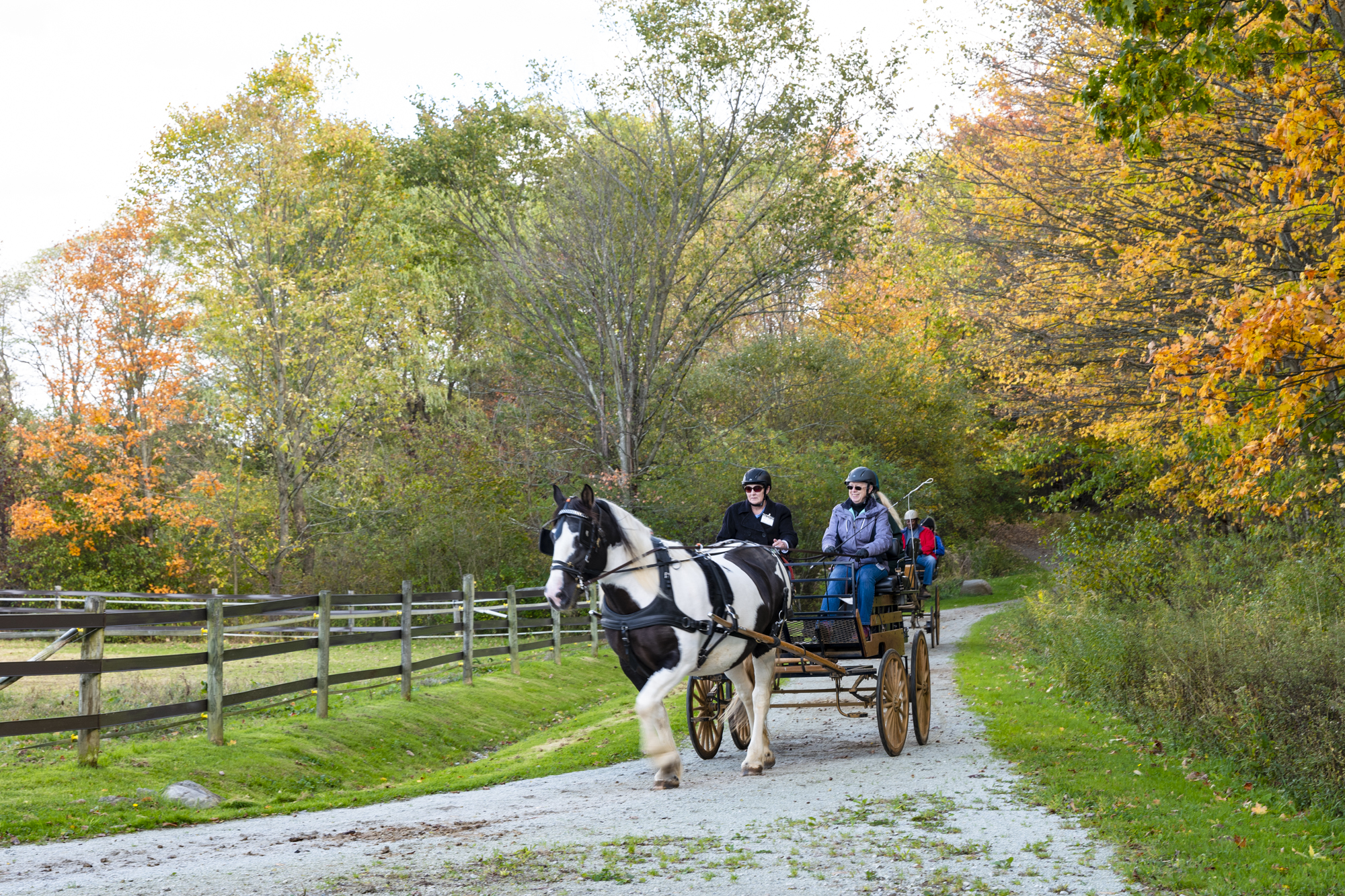 Carriage driving fall 4