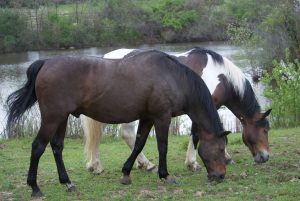 two horses grazing in front of a pond