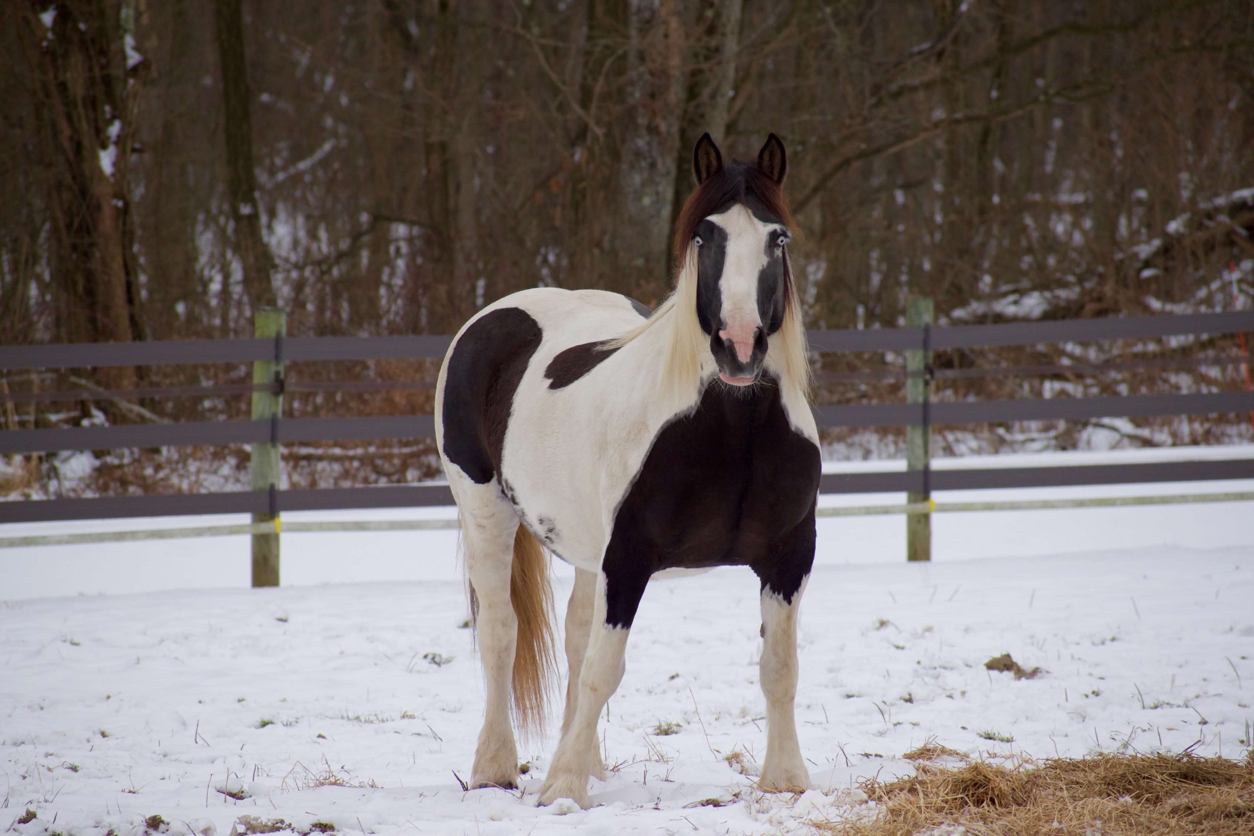 Xena in snow