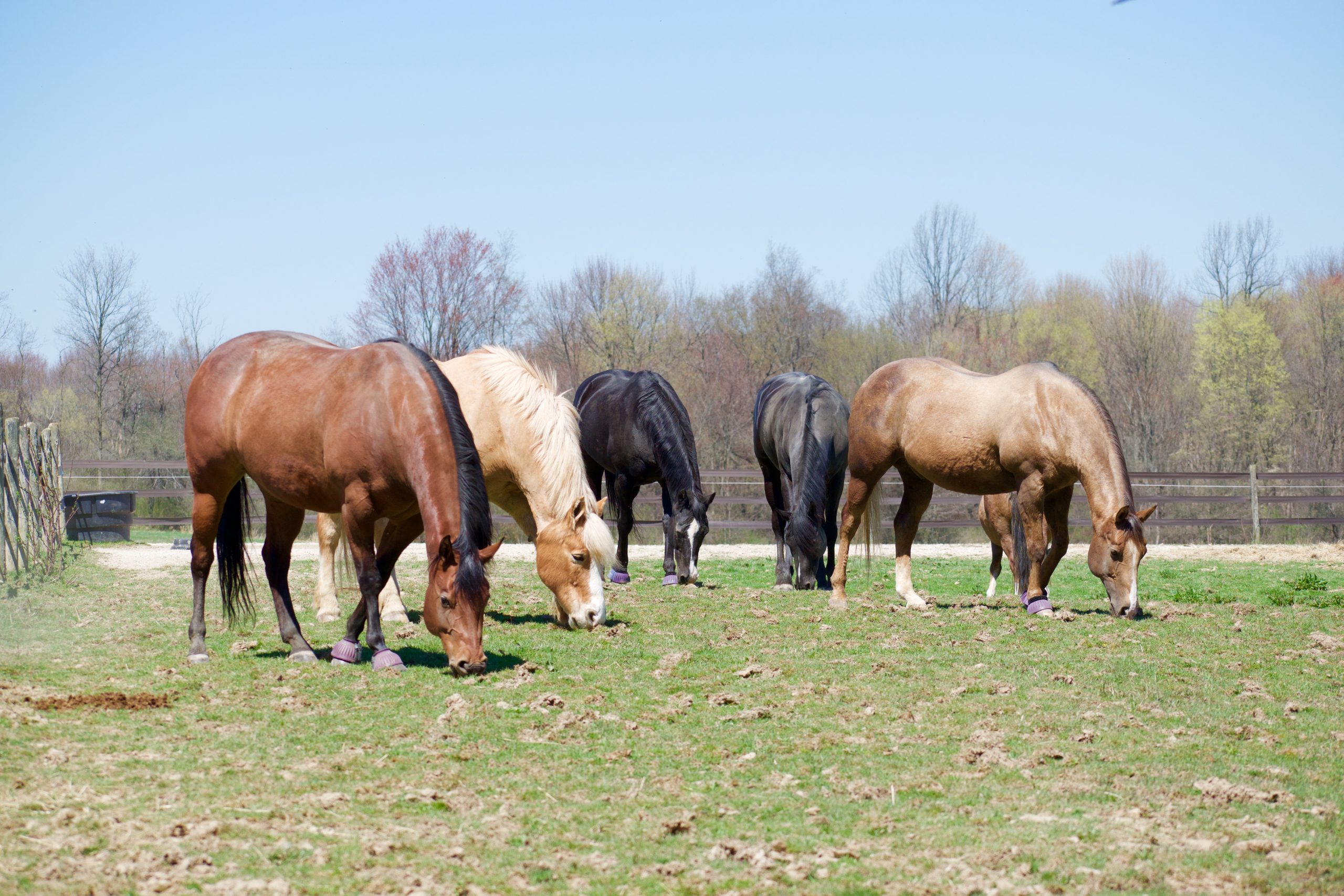 Donate a Horse - Fieldstone Farm Therapeutic Riding Center