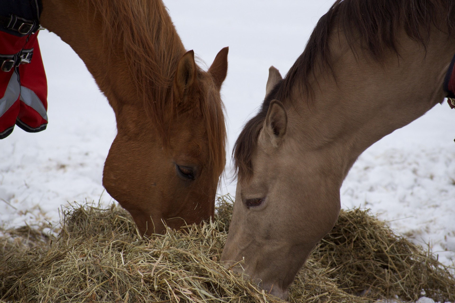 Sonny and Butter