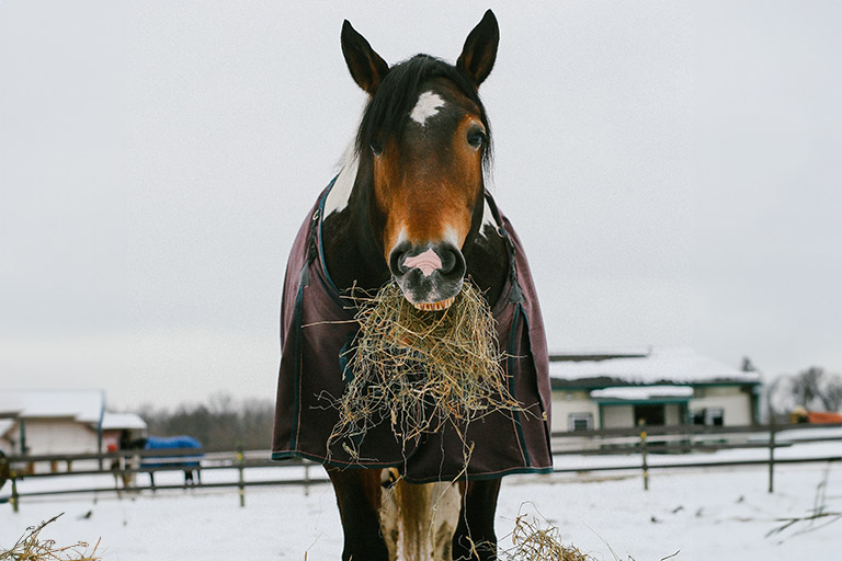 Dillon the horse wearing a blanket while eating in the snow