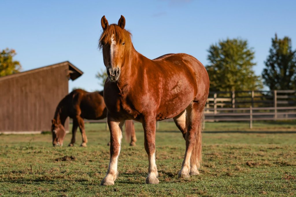 Summer cropped Summer cropped