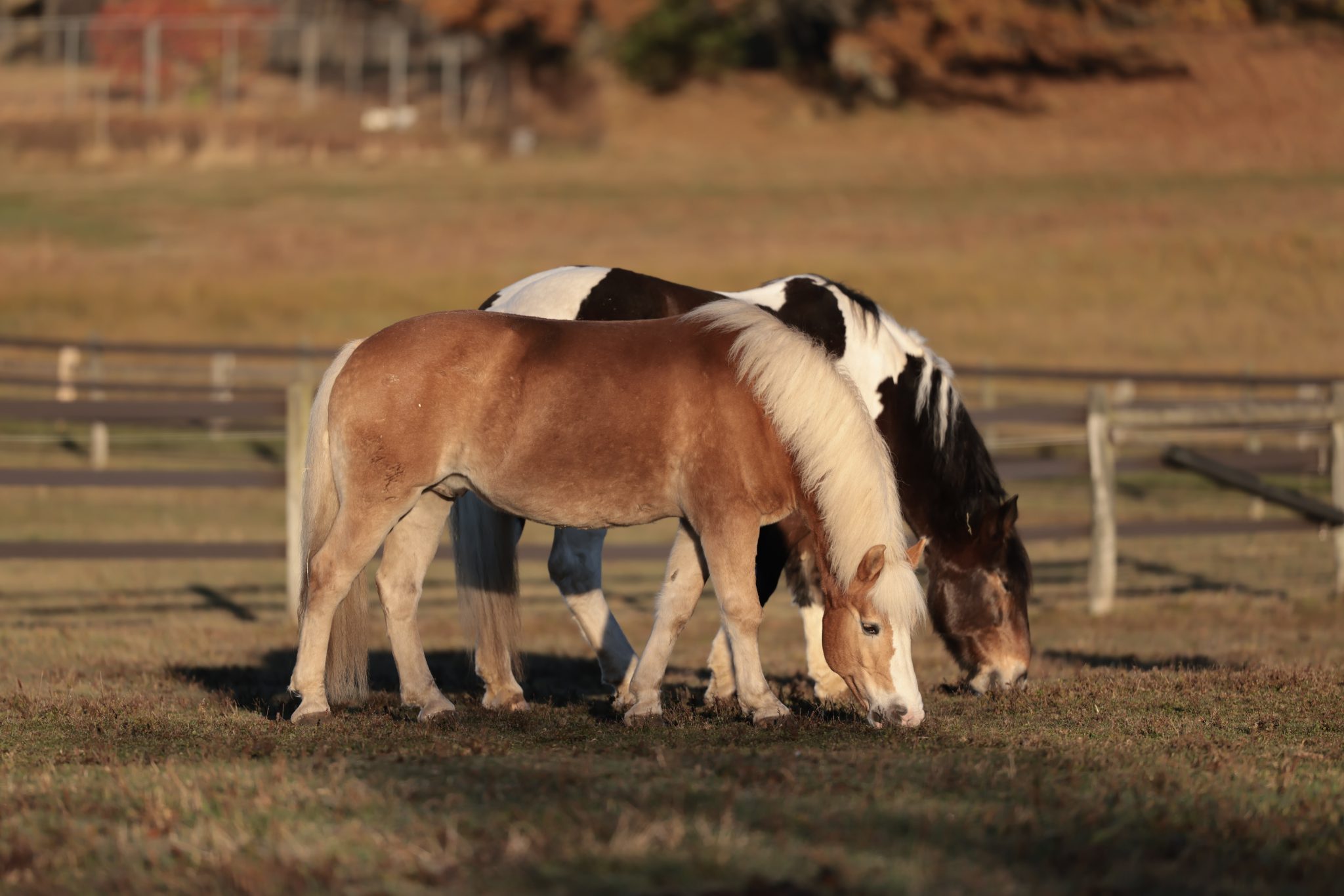 Barn Manager Opening - Fieldstone Farm Therapeutic Riding Center