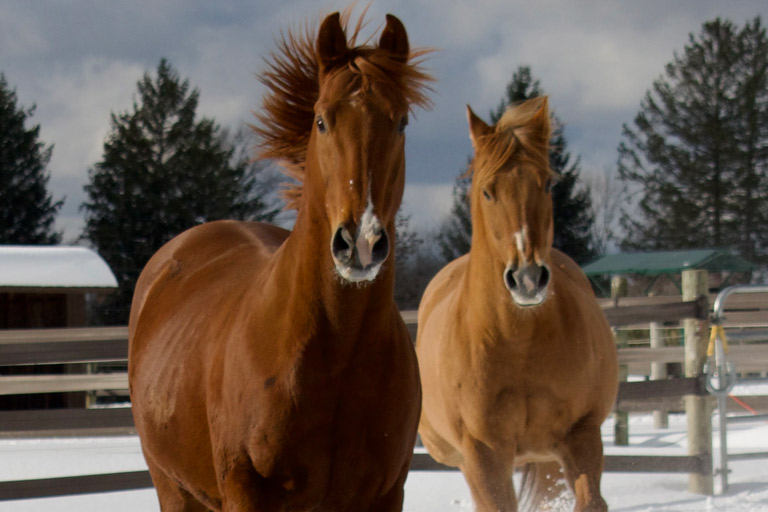 photo of two horses in the snow