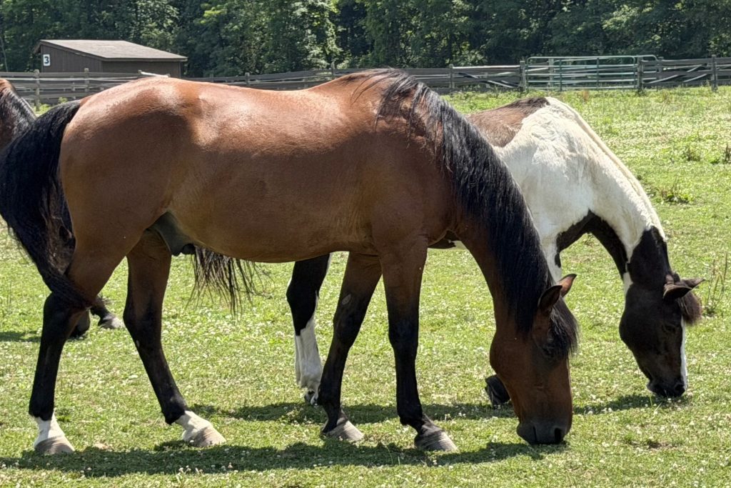 Bay Draft Cross in Pasture